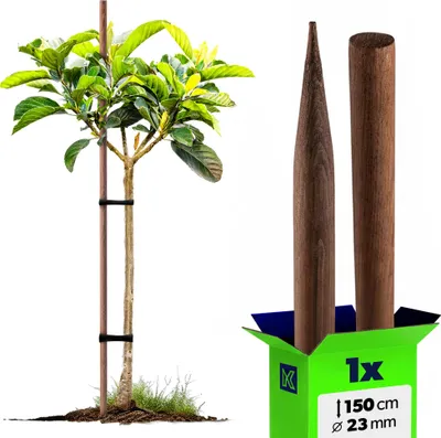 Productafbeelding van KADAX Houten stokken, 150 cm x 23 mm, set van 1, plantensteunen van geïmpregneerd hout, houten palen als ondersteuning voor planten, bomen, tomaten en struiken, tomatensteun (1 stuk, 150 cm)