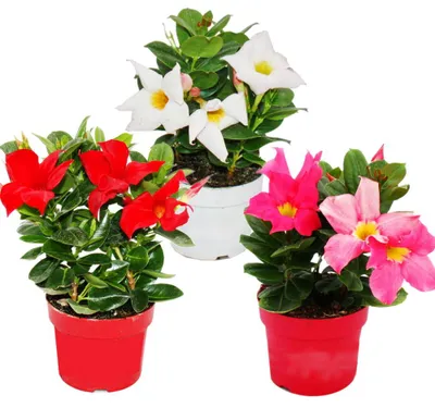 Produktbild von Dipladenia - Chilenischer Jasmin - 10cm Topf - Set mit 3 Pflanzen - Farb-Mix