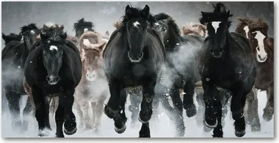 Produktbild von Tulup® Leinwandbild - 140x70 cm - Wandkunst - Drucke auf Leinwand - Leinwanddruck  - Tiere - Schwarz - Pferde im Galopp