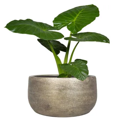Produktbild von Floran Blumentopf/Pflanzkubel Mira - gold - Keramik - innen