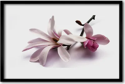 Produktbild von Bild 60x40 MDF-Rahmen Wandkunst Natur Blume Pflanze