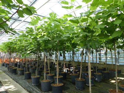 Produktbild von kompakter Feigenbaum 150 - 180 cm Obstbaum, winterhart, Ficus Carica, Feige