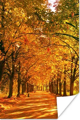 Produktbild von MuchoWow® Poster Wald - Herbst - Jahreszeiten - Ländlich 120x180 cm - Kunstposter