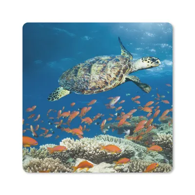 Produktbild von MuchoWow® Mauspad Mousepad Korallenriff mit Schildkröte 30x30 cm - Mousepads - Maus Mat - Pad - Mausunterlage - Gaming