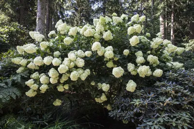 Produktbild von Hydrangea paniculata 'Phantom', Rispenhortensie, cremeweiß, 60–80 cm