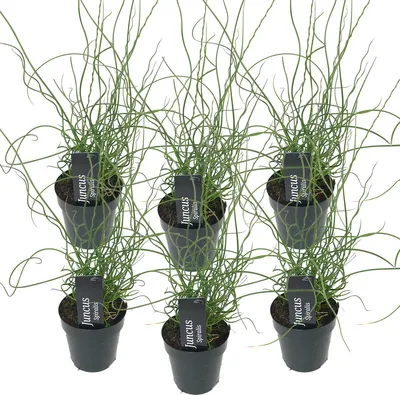 Produktbild von 6er Set - Juncus Spiralis - Korkenzieherbinse - Liebeslocke - Teichpflanzen Winterhart - Wasserpflanzen - Zone 2 - Höhe 10-20 cm - Topf 9 cm