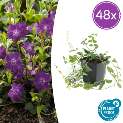 Produktbild von Vinca minor 'Atropurpurea', | 48 Stück - 10-25cm - Ø9cm - Gartenpflanze