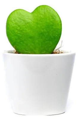 Zdjęcie produktu dla Gardners Hoya kerrii z białą doniczką, średnica 6 cm