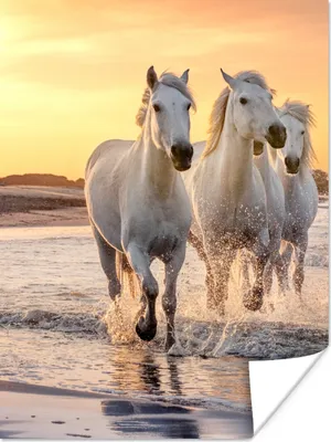 Produktbild von MuchoWow® Poster Pferde - Sonne - Meer - Strand - Tiere 30x40 cm - Wandplakat - Poster Kinderzimmer