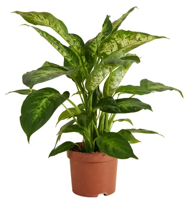 Produktbild von 1x Dieffenbachia Compacta P12 H30