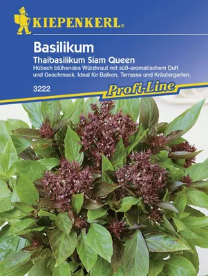 Produktbild von Kiepenkerl Basilikum Thaibasilikum Siam Queen Ocimum basilicum, Inhalt: ca. 150 Pflanzen