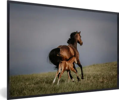 Produktbild von MuchoWow® MuchoWow® Gerahmtes Poster Tiere - Pferde - Fohlen 90x60 cm - Poster mit zchwarzem Bilderrahmen - Fotorahmen - Foto-Plakat