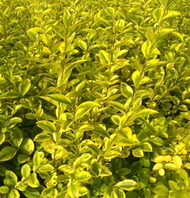Obrázok produktu pre Ligustrum ovalifolium 'Aureum' 30 - 40 cm