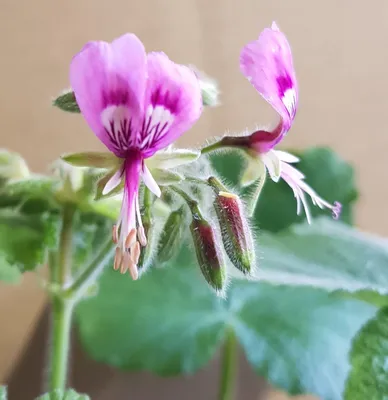 Image de Pelargonium papilionaceum / Géranium au parfum de citron