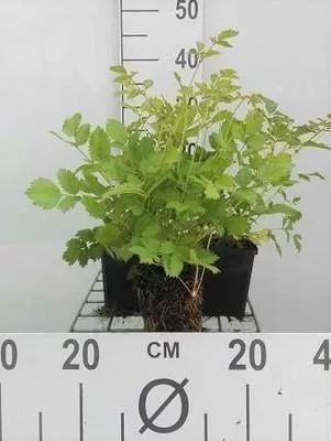 Produktbild von 6 x  Astilbe chin. 'Pumila' - Prachtspiere - Topf 9 x 9 cm