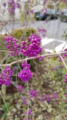 Image de Callicarpa bodinieri 'Profusion' / Arbuste aux bonbons pourpre