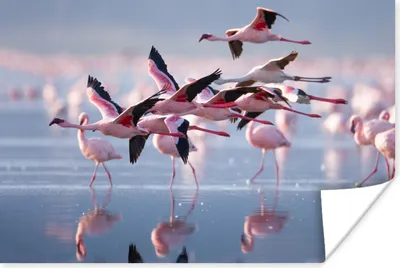 Produktbild von MuchoWow® Poster Flamingo - Vogel - Wasser - Rosa 180x120 cm - Fotoplakat