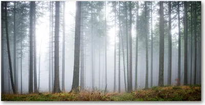 Produktbild von Tulup® Glas-Bild - 100x50 -Wandkunst - Wandbild hinter gehärtetem Sicherheitsglas  - Landschaften - Nebel im Wald - Grau