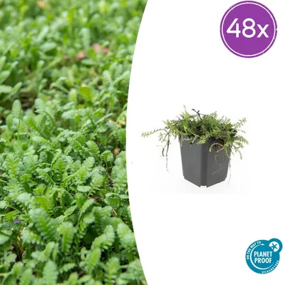 Produktbild von Leptinella squalida | 48 Stück - 10-25cm - Ø9cm - Gartenpflanze