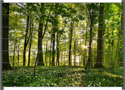 Produktbild von Wallario Zaunsichtschutz mit Motiv Waldanemonen und Sonnenstrahlen im Wald für Ein- und Doppelstabmatten Zäune in der Größe 200 x 140 cm