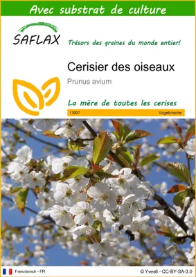 Image de SAFLAX  - Cerisier des oiseaux - 10 graines - Avec substrat - Prunus