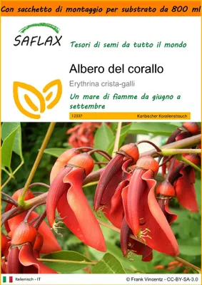 Immagine prodotto di SAFLAX Garden in the bag - Albero del corallo - 6 semi - Erythrina