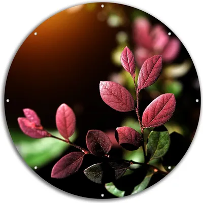 Produktbild von Wallario rundes Outdoor-Poster für Garten oder Balkon, Motiv Rote und grüne Blätter an einem Zweig, 60 cm Durchmesser