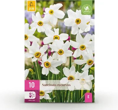 Immagine prodotto di Bulbi da fiore - Narciso 'Recurvus' - Bianco - 10 pezzi - Bulbo 12/14 - 15-30cm - Ø5cm - Pianta da giardino - Multideal