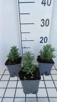 Immagine prodotto di 6 x Lavandula ang. 'Alba' - Lavanda - vaso 9 x 9 cm