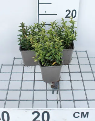 Zdjęcie produktu dla 12 x Euonymus jap. 'Microphyllus' - Wrzecionowiec japoński drobnolistny - doniczka 9 cm x 9 cm