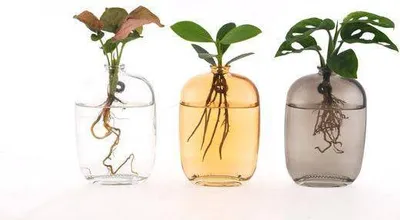 Produktbild von Zimmerpflanzen Mix im Santiago Glas – Hydroponie Wanddeko – 3 Pflanzen – Ø7cm – Höhe ca. 10cm – moderne Glasdekoration mit Grünpflanzen für Wohnzimmer, Büro & Geschenkideen
