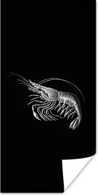 Produktbild von MuchoWow® Poster Shrimps - Vintage - Ernst Haeckel - Tiere - Kunst 60x120 cm - Wandschmuck