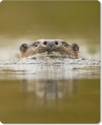Produktbild von MuchoWow® Mauspad Mousepad Otter schwimmt 19x23 cm - Mousepads - Maus Mat - Pad - Mausunterlage - Mauspads - Spielen