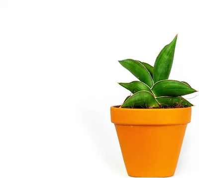 Obrázok produktu pre Gardners Sansevieria Samurai, priemer 9 cm