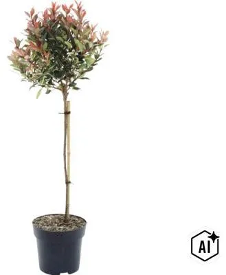 Produktbild von Glanzmispel Stämmchen FloraSelf Photinia fraseri 'Chico' Stammhöhe 50 cm Co 3 L