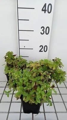Produktbild von 6 x  Campanula lact. 'White Pouffe' - Bergminze - Topf 9 x 9 cm