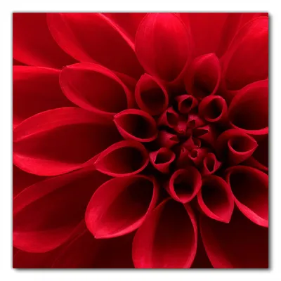 Produktbild von Wallario selbstklebende Möbelfolie/ Tischdecke für Innen und Außen, Größe: 100 x 100 cm - Rote Dahlienblüte in Nahaufnahme