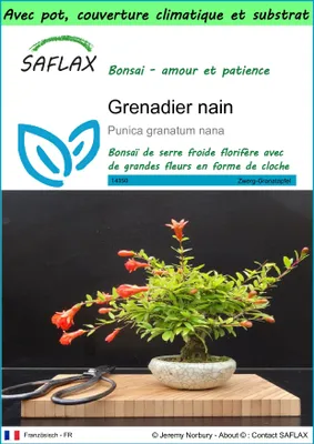 Image de SAFLAX Garden to go - Grenadier nain - 50 graines - Punica