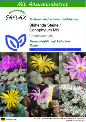 Produktbild von SAFLAX - Blühende Steine / Conophytum Mix - Conophytum Mix - 40 Samen - Mit keimfreiem Anzuchtsubstrat