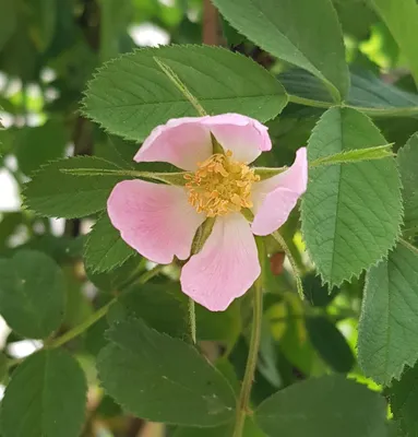 Image de Rosa villosa 'Karpatia' / Rosier velu