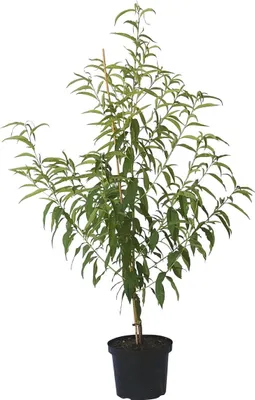 Produktbild von Dixired - Pfirsich Buschbaum