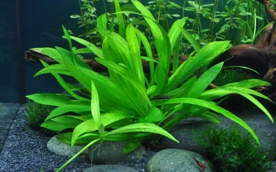 Produktbild von Aquarium Pflanze Helanthium 'Quadricostatus' Wasserpflanzen Tropica Topf Nr.068
