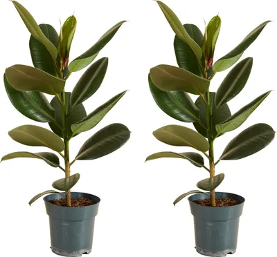 Produktbild von Bloomique - 2er Set - Ficus Elastica Robusta - Gummibaum - Zimmerpflanzen - Luftreinigend - Pflegeleicht - Höhe 50-60 cm - Topf 17 cm