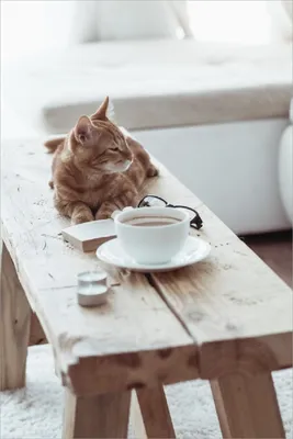 Produktbild von Wallario Poster - Süße rot getigerte Katze beim Kaffee, Kunstdruck Größe: 61 x 91,50 cm