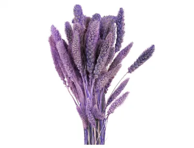 Immagine prodotto di Nohel Decorazione per giardini sostanza secca SETARIA-BÉR 40g