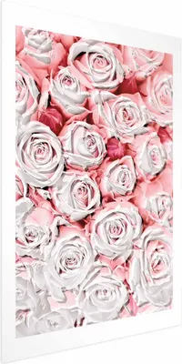 Produktbild von Posterpapier Poster - White Roses 40x60 cm Blumen b-C-0337-ao-a