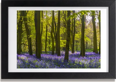 Produktbild von Bild 30x20 MDF-Rahmen, Wandkunst Waldquelle