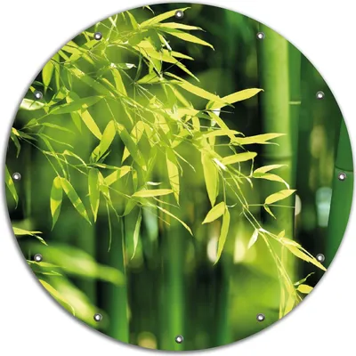 Produktbild von Wallario rundes Outdoor-Poster für Garten oder Balkon, Motiv Bambuswald mit grünen Bambuspflanzen, 90 cm Durchmesser