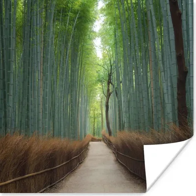 Produktbild von MuchoWow® Poster Bambus - Weg - Wald 100x100 cm - Babyzimmer