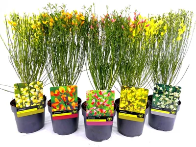 Produktbild von Edelginster 'Cytisus' 5er Set, ca. 40 cm Lieferhöhe, im 14 cm Pflanztopf